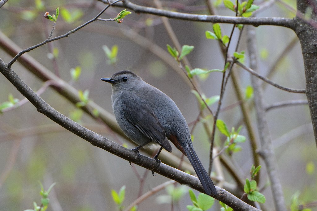 Catbird, Gray, 2015-05064999 Oxbow NWR, MA.JPG - Gray Catbird. Oxbow National Wildlife Refuge, MA, 5-6-2015